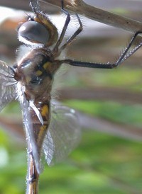 Slender Baskettail